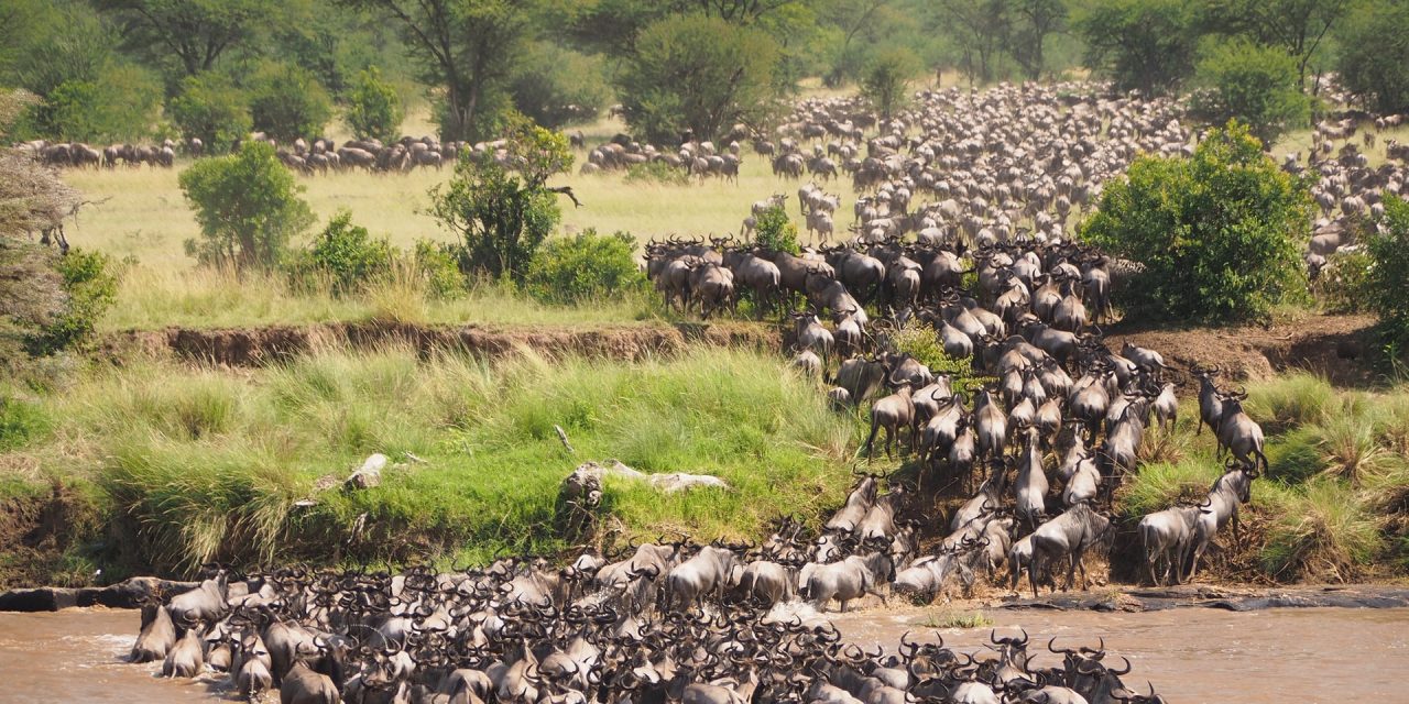 3 Days Wildebeest Migration Safari in Maasai Mara