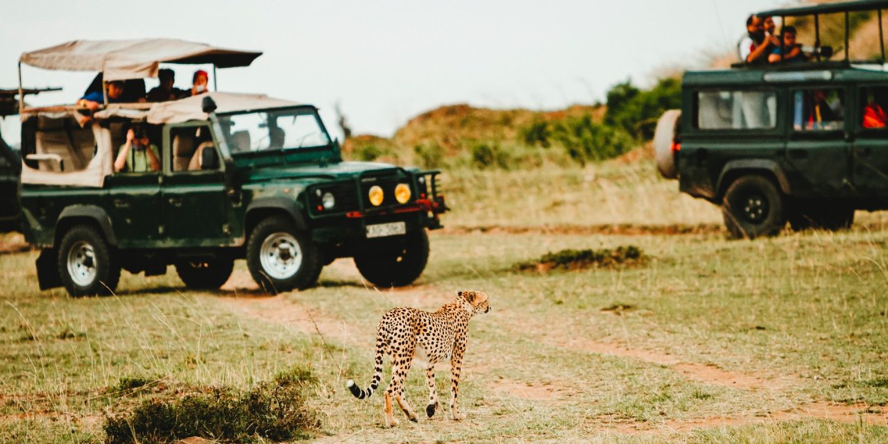 10 Days Samburu, Lake Nakuru, Masai Mara, Lake Naivasha, Amboseli | Private 4×4 Lodge Safari